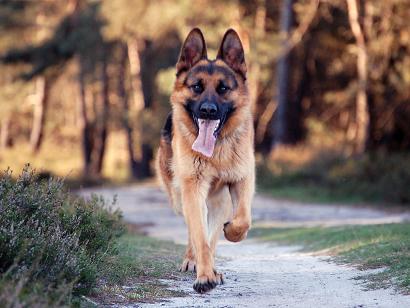 Pastor alemo em segunda mo
